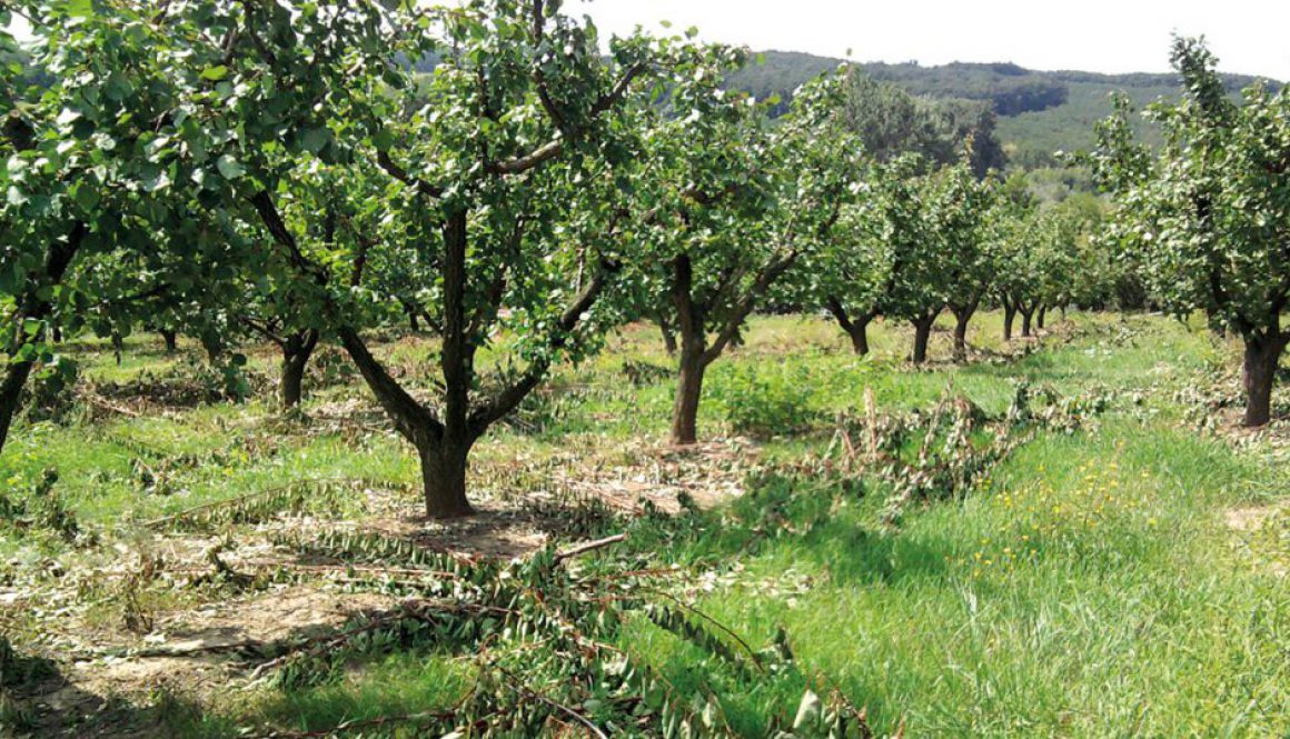 Staršia výsadba marhúľ po reze v druhej polovici vegetačného obdobia.