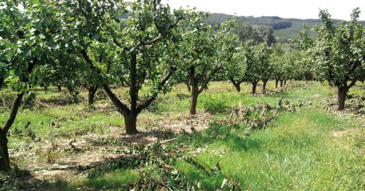 Staršia výsadba marhúľ po reze v druhej polovici vegetačného obdobia.