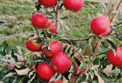 Odrody jabloní z VŠÚO Holovousy