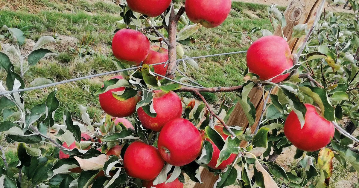 Odrody jabloní z VŠÚO Holovousy