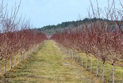 rez-marhule-main Výsadby marhúľ na miernych svahoch, ktoré sú vysadené v smere sklonu svahu, umožňujú stekanie ťažšieho chladného vzduchu z plochy sadu, čo môže znížiť riziko poškodenia pučiacich stromov a neskôr aj kvetov, alebo násady plodov. V intenzívnych zahustených výsadbách je to dôležité kvôli tomu, že po vypučaní začínajú stromy tvoriť kompaktnejšiu zelenú stenu obmedzujúcu voľné prúdenie vzduchu. Zahustenie výsadby však znamená vyššie riziko vzájomného zatienenia stromov, na čo sú marhule chúlostivé. Aj preto je formovanie vzdušných korún a neskôr pravidelný presvetľovací rez veľmi dôležitý. Dĺžka jednoročných prírastkov a množstvo sekundárnych výhonkov sú dobrým indikátorom úrovne výživy a kondície stromov.