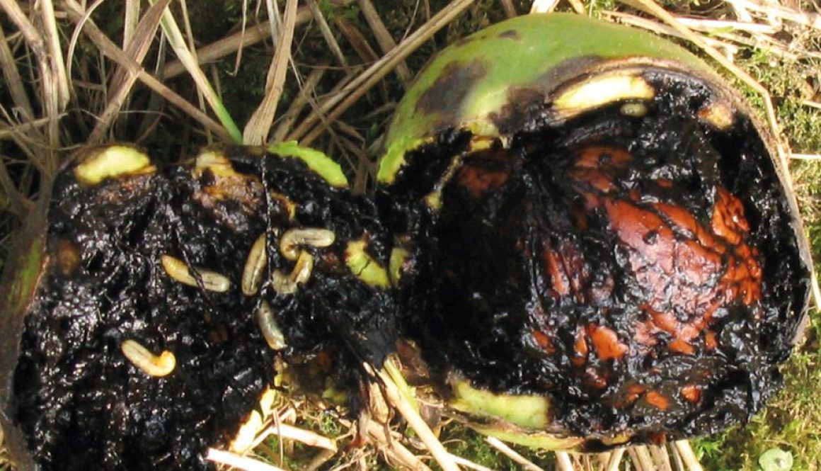 Plody napadnuté larvami vrtivky orechovej.
