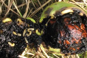 Plody napadnuté larvami vrtivky orechovej.