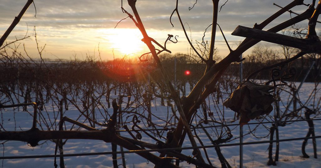 Ak nie sú teploty nižšie ako -5°C, je vhodné vykonávať rez.