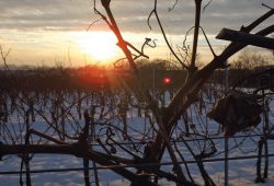 Ak nie sú teploty nižšie ako -5°C, je vhodné vykonávať rez.