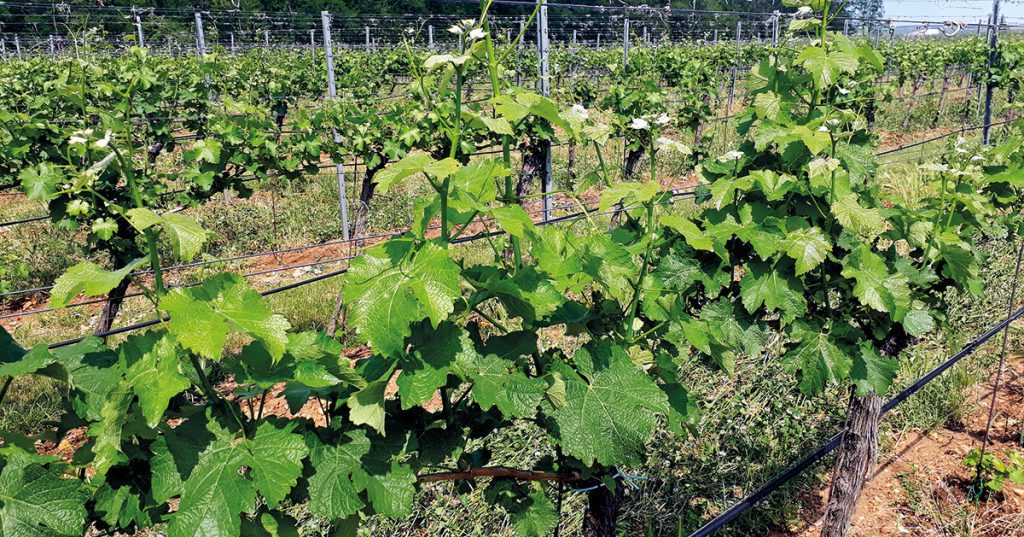 Intenzívny rast listovej plochy odrody Sauvignon blanc.
