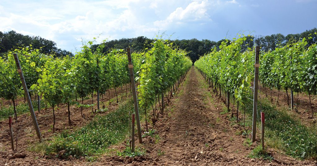 Optimálny zdravotný stav vinohradu je predpokladom dopestovania kvalitného hrozna.