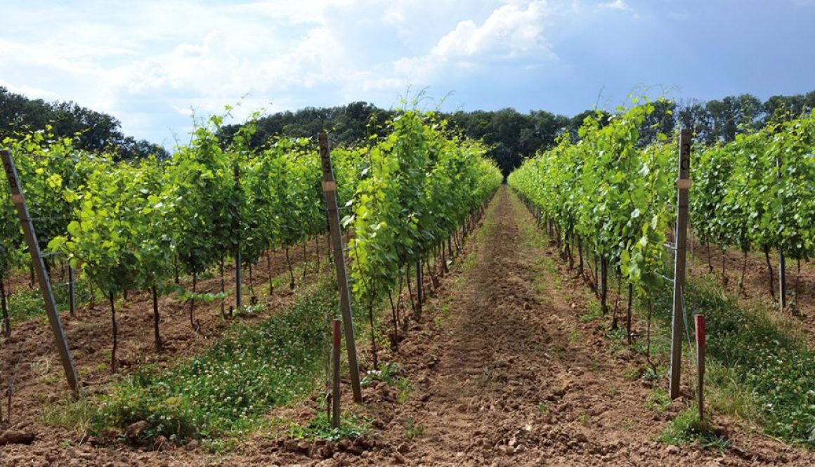 Optimálny zdravotný stav vinohradu je predpokladom dopestovania kvalitného hrozna.