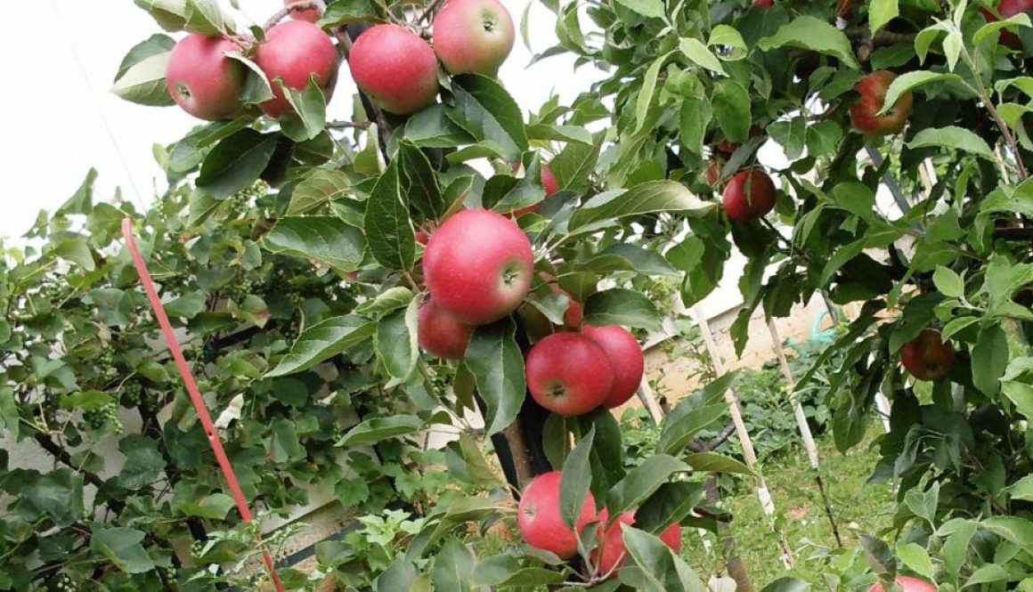Letná odroda jabĺk Discovery