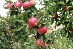 Letná odroda jabĺk Discovery