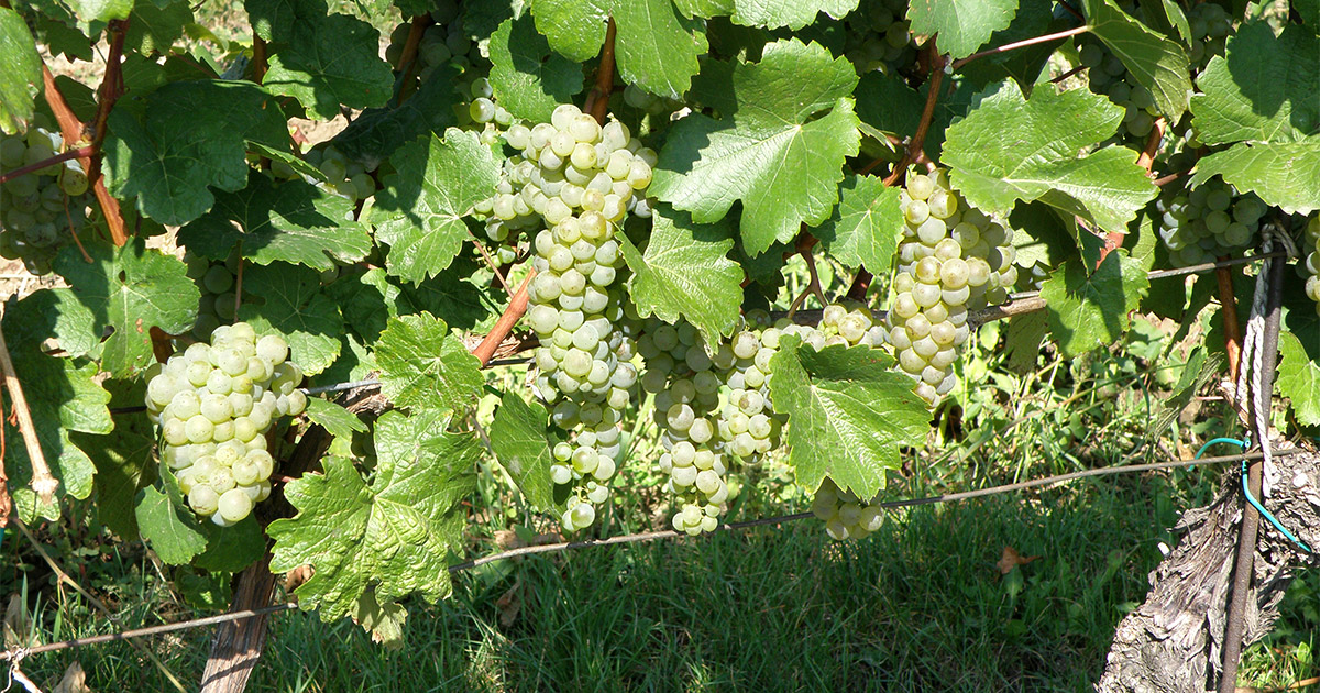 PIWI-vesna, ker