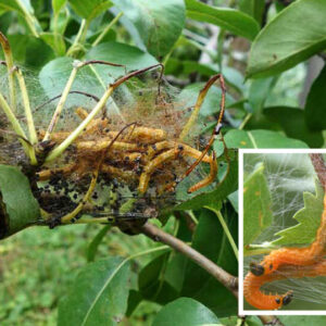 Ploskanka hrušková