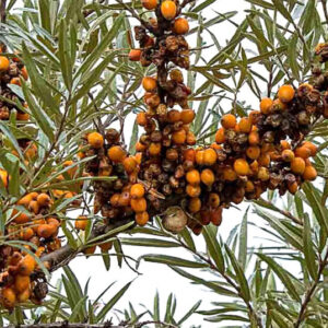 Škody na plodoch sú vážne. Ovocie hnije na kre, ale aj opadáva.