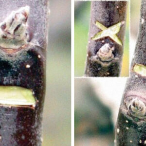 p-ceresna-vyholovanie