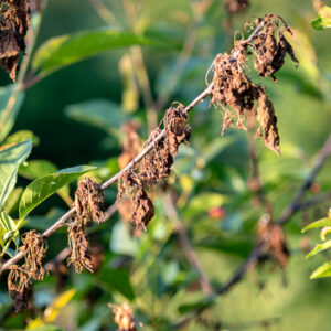 Moníliová spála - zasýchanie konárov