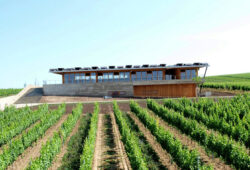 Pestovanie viniča v ČR