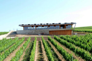 Pestovanie viniča v ČR