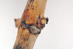 Kontrola prezimovania púčikov