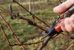 Rez vretena broskyne