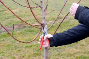 rez-vretena-broskyne