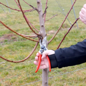 rez-vretena-broskyne