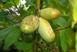 Asimina-trojlalocna1