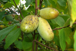 Asimina-trojlalocna1