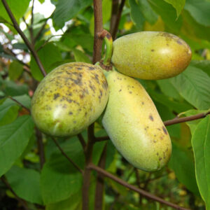 Asimina-trojlalocna1