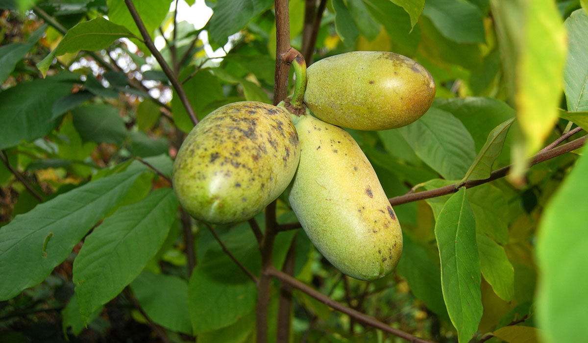 Asimina-trojlalocna1