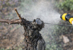 Aplikácia sírnych prípravkov