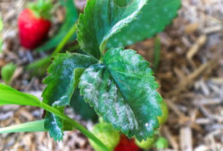 integrovaná ochrana