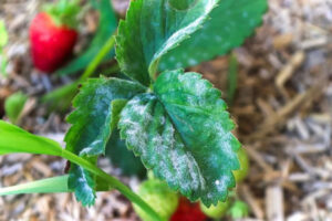 integrovaná ochrana