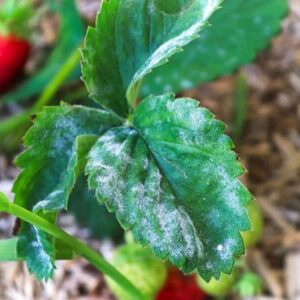 integrovaná ochrana