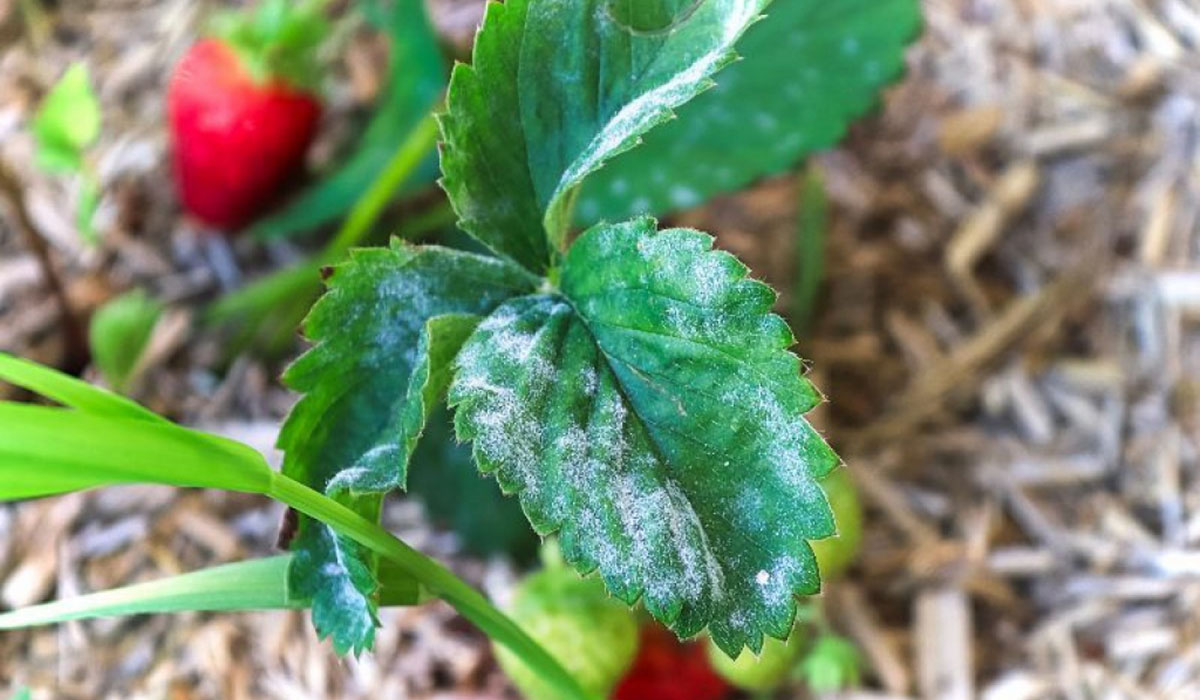 integrovaná ochrana