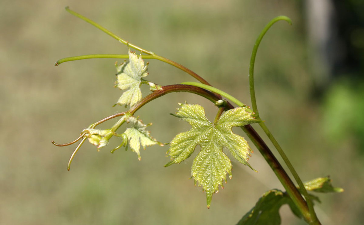 Odroda Müller-Thurgau