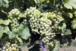 Odroda Müller-Thurgau