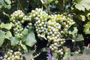 Odroda Müller-Thurgau