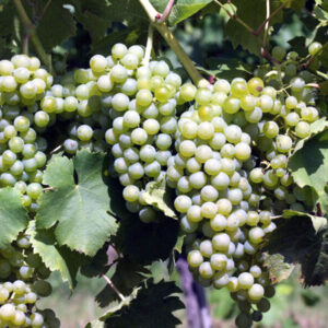 Odroda Müller-Thurgau