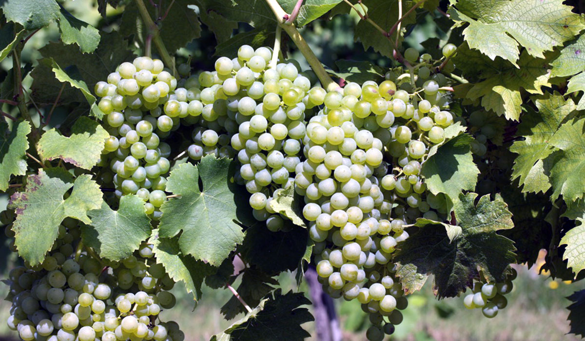 Odroda Müller-Thurgau