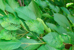 Nektorická škvrnitosť