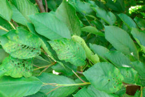 Nektorická škvrnitosť