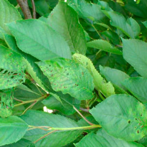 Nektorická škvrnitosť