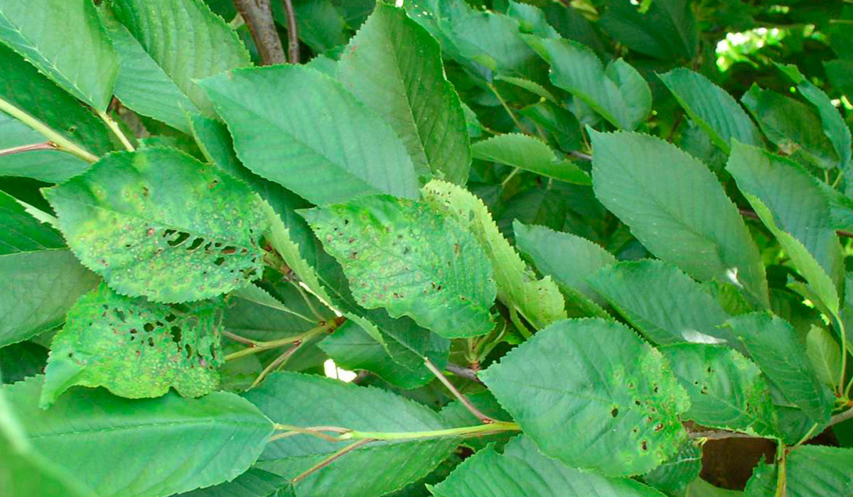 Nektorická škvrnitosť