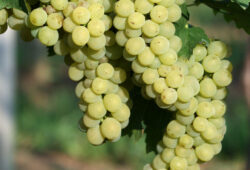 Muštová odroda Hossa