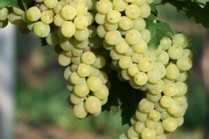 Muštová odroda Hossa