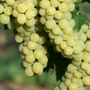 Muštová odroda Hossa