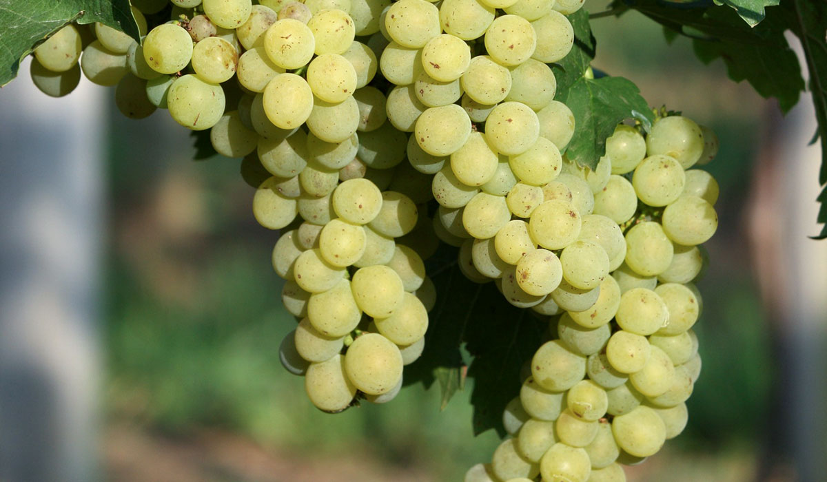 Muštová odroda Hossa