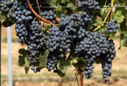 Odroda Merlot