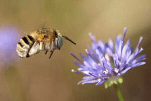 Heliophila bimaculata