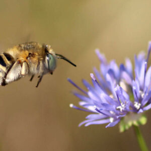 Heliophila bimaculata